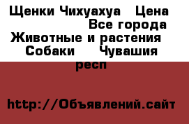 Щенки Чихуахуа › Цена ­ 12000-15000 - Все города Животные и растения » Собаки   . Чувашия респ.